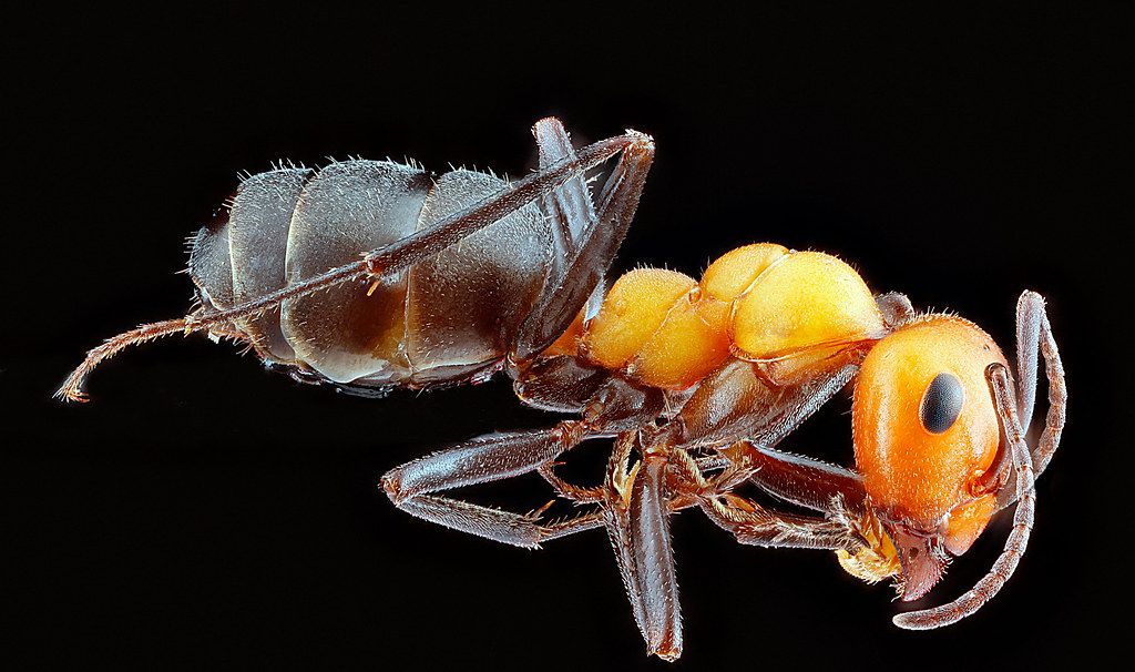 Ant Control service in Sumter, SC
