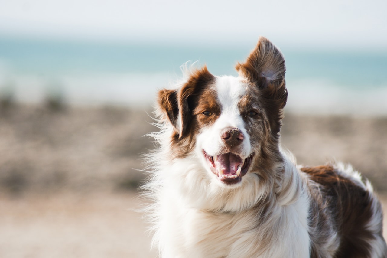 Flea & Tick Control service in Sumter, SC