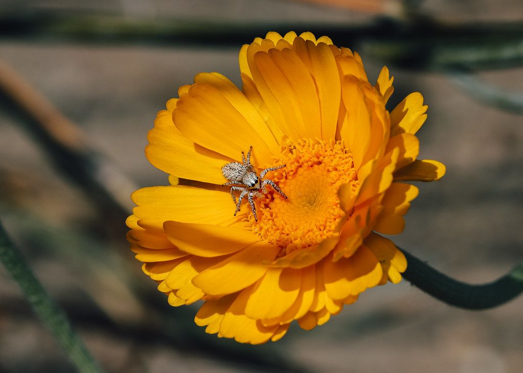 Spider Control service in Sumter, SC